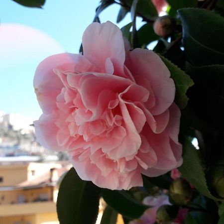 B&B Il Giardino Delle Camelie Palestrina Extérieur photo