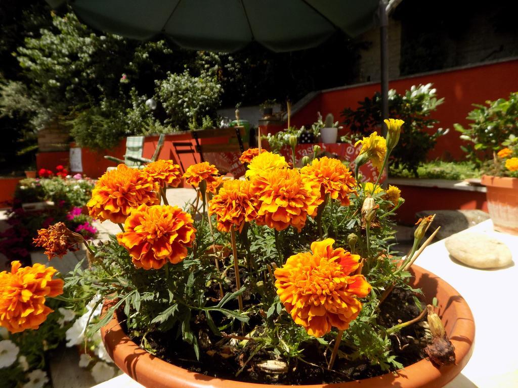 B&B Il Giardino Delle Camelie Palestrina Extérieur photo