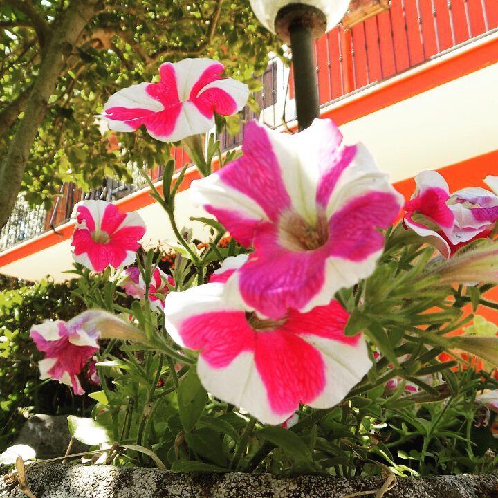 B&B Il Giardino Delle Camelie Palestrina Extérieur photo