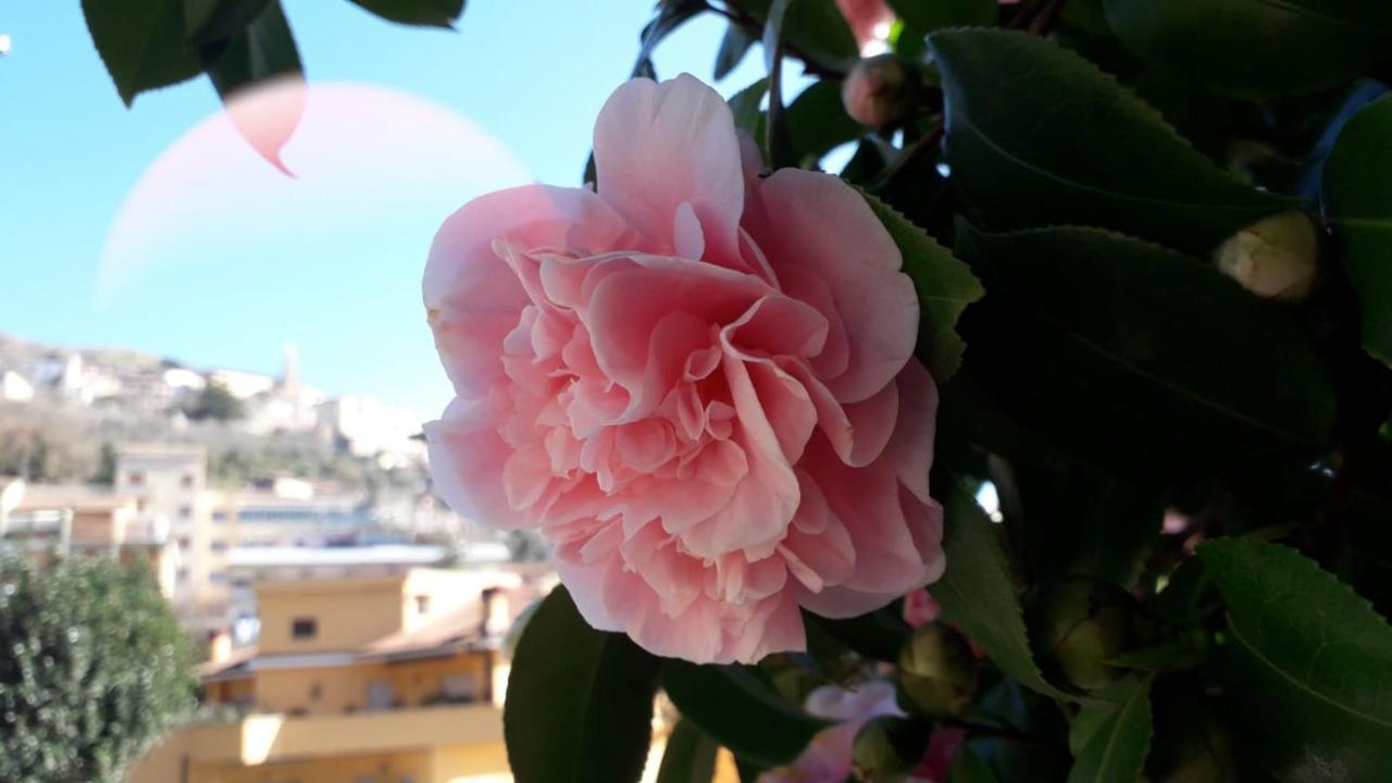 B&B Il Giardino Delle Camelie Palestrina Extérieur photo